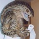 Reptilianos o Anunnakis