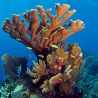 Devastación casi absoluta del coral en Puerto Rico. Edwin A. Hernández Delgado.