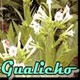 Gualicho (101) 22 de junio 2017