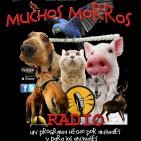 77. MUCHOS MORROS- 'Santa Fiesta' Película-documental dirigida por Miguel Ángel Rolland-